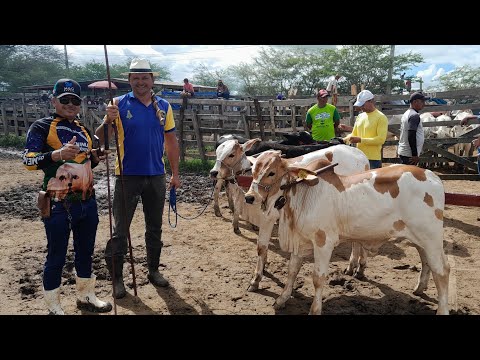 Bezerros Capa de Revista na Feira do Gado em Cachoeirinha Pernambuco 16/04/2026.