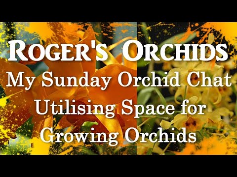 My Sunday Orchid Chat - Utilising Space for Growing Orchids
