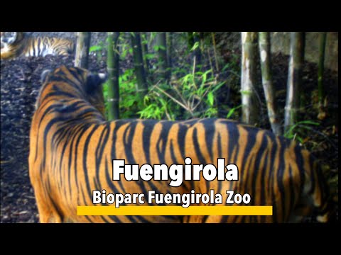 Bioparc Fuengirola walking video – what to see