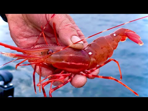 How to Catch Spot Prawns (Shrimp) Alaska