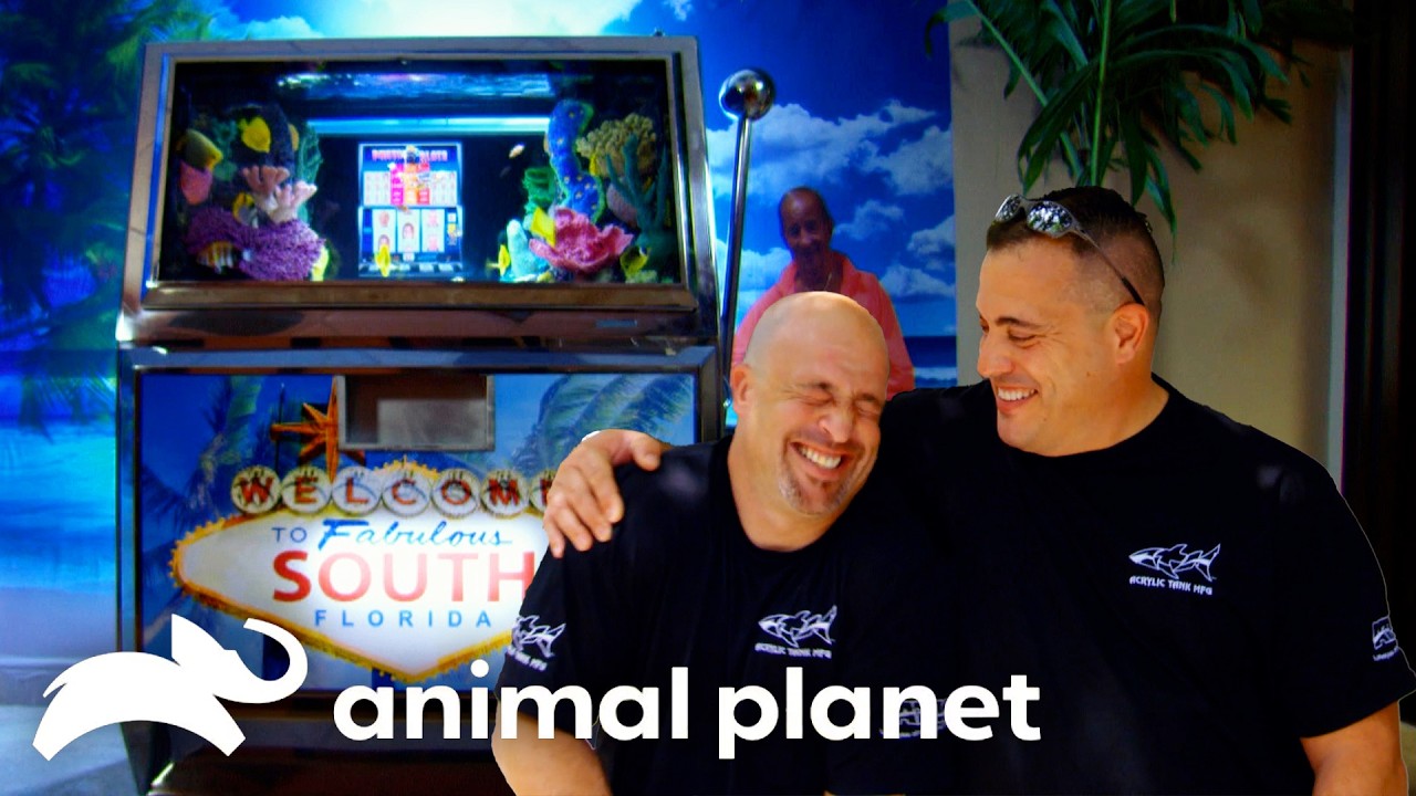 Fish Tank Inside of a Slot Machine?! | Tanked | Animal Planet