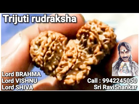 Trijuti rudraksha (🇳🇵 nepal)