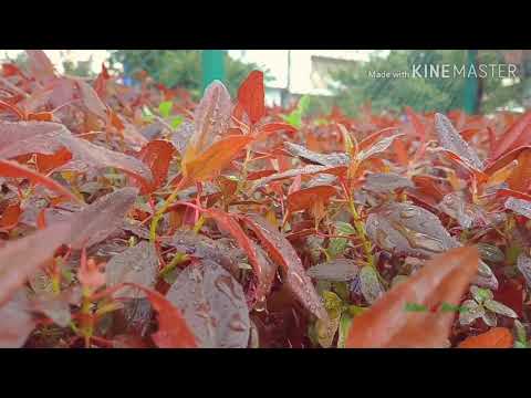 Nature videos, when the rain drops falls on plant leaves |sriman mp |Meerasabihally