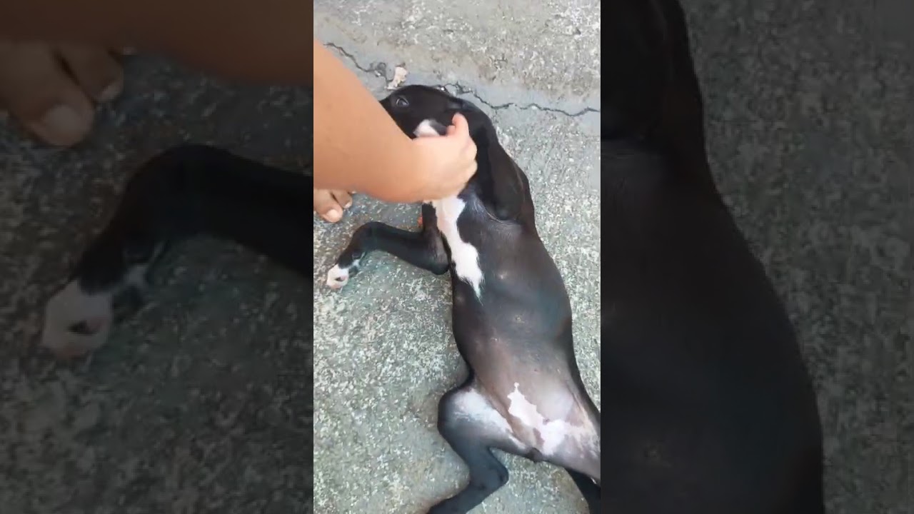 Cachorro raça SRD-ViraLata idade 2 a 6 meses nome Zara