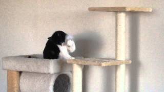 Blind cat plays with toy mouse