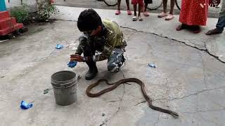 #injured RAT 🐍 🐍 🐍 🐍 rescue n relocate mission#INDIAN RAT SNAKE#Ptyas mucosa#Non-venomous#DARAS SAP#
