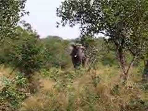 Elephant Warning Charge Part 1