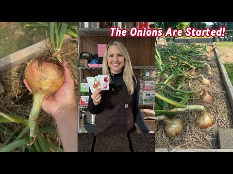 How to Grow BIG ONIONS From Seed - Everything You Need to Know 