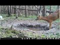 Deer Compilation May 2026 Rådjur Vid Vattenhålet