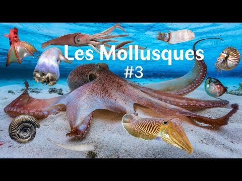Molluscs (Part 3/3) - Cephalopods (Zoology)