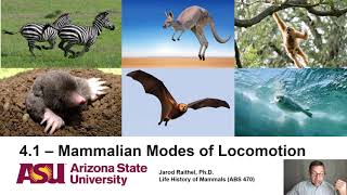 Lecture 4.1_Mammalian Modes of Locomotion