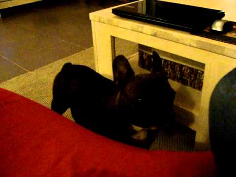 Miss CloClo m'harcèle pour avoir son biscrock !