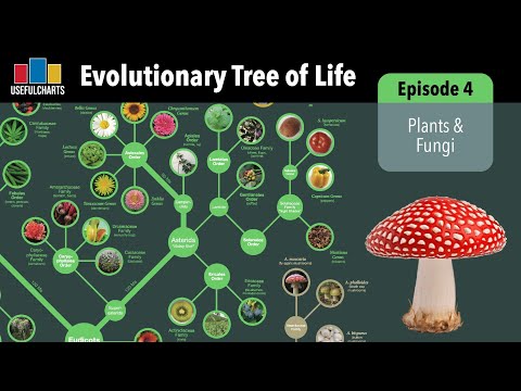 Evolutionary Tree of Life | Episode 4 -  Plants & Fungi