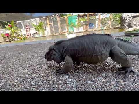 Leguán nosorohový (Cyclura cornuta) — 34-ročný jedinec Muckey, dlhovekosť v chove