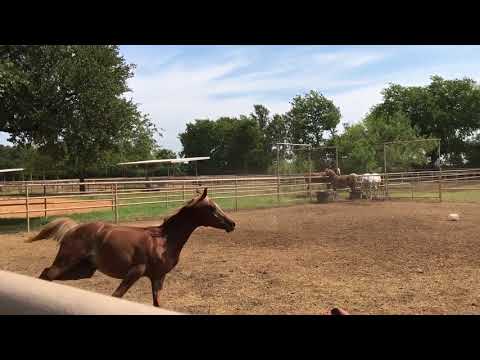My two magnificent Egyptian Arabian colts having some fun