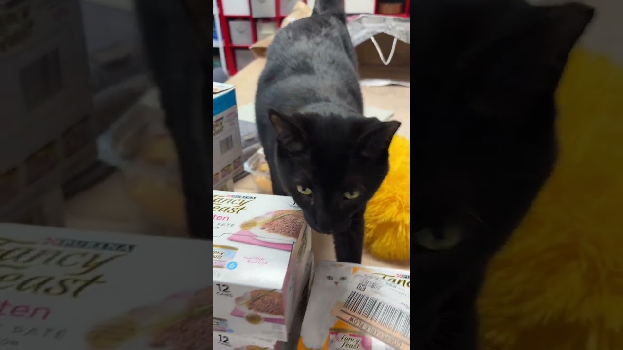 Hermann, a ADOPTABLE Domestic Short Hair in Fountain Hills, AZ video 6/6