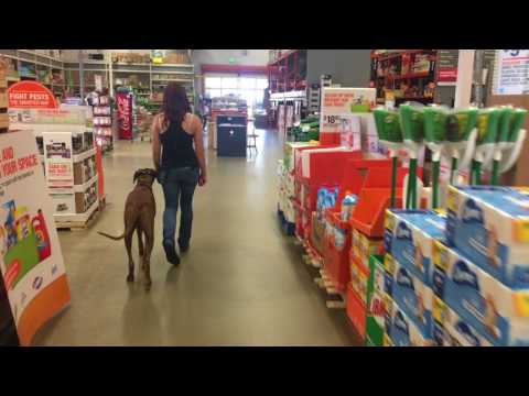 download lagu mp3 mp4 Rhodesian Ridgeback Massachusetts, download lagu Rhodesian Ridgeback Massachusetts gratis, unduh video klip Rhodesian Ridgeback Massachusetts