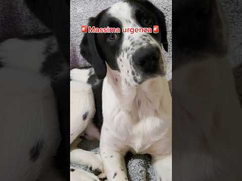 🚨#URGENTE 🚨Banny Cerca Casa, Anche Temporanea #shorts #urgente #help #puppy #dog