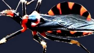 preview picture of video 'Assassin Bug vs Hand in Sulawesi.__'