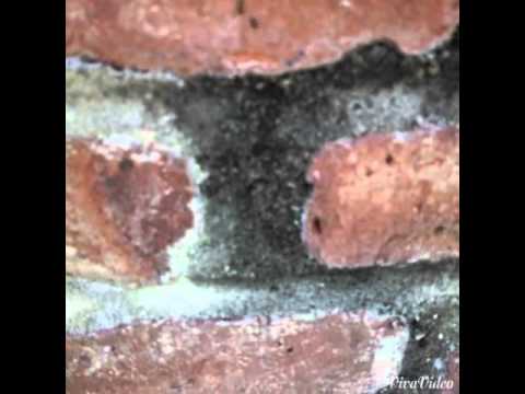 Pavement Ants in Union Beach, NJ