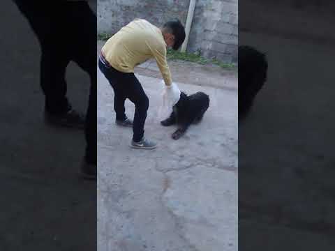 Lauti vs kio 📹🎥📷🎦🎭🎫