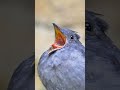 Ambulance Siren Sound Cute Bird Youtubeshorts Shorts Birds
