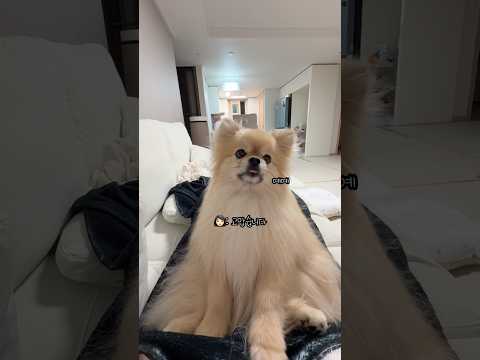 인사를 잘못 배운 갱이씨