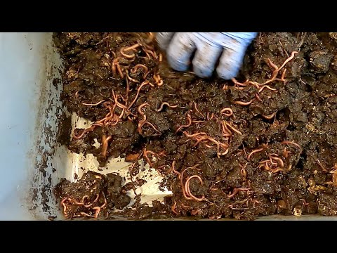 114- & 92-day older red wiggler systems fed - worm farm vermicomposting