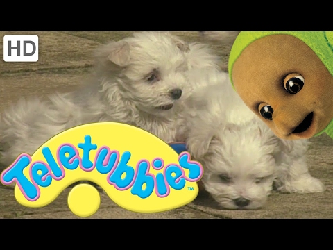 Teletubbies: Puppies - Full Episode