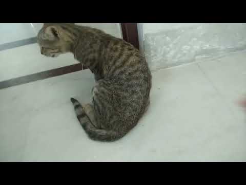 A very annoyed cat – Funny Cats – Sweet Animals