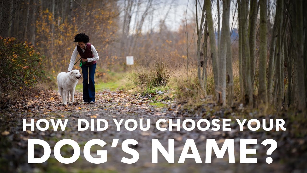Should you put your dog's name on the ID tag? Tipseri