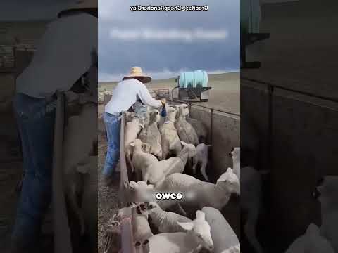 DLACZEGO ONI OZNACZAJĄ TAK OWCE🐑😲