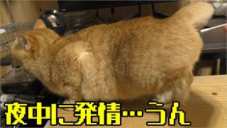 猫 発情 期 綿棒 Watch Hd Mp4 Videos Download Free