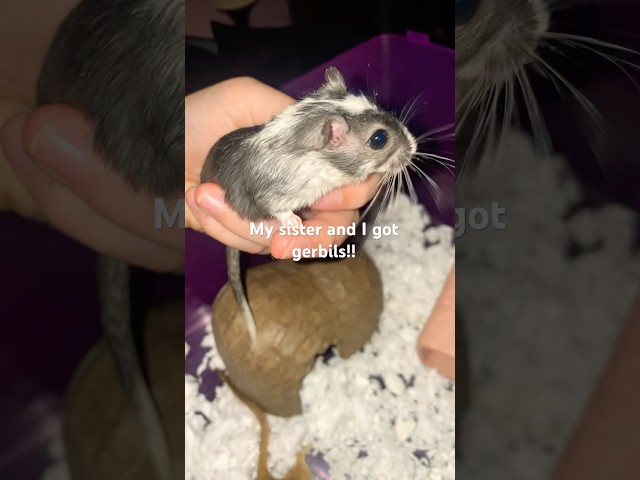 Vídeo relacionado con Gerbil House - Jaula de Juego de erizos de Madera | Marco de Fotos para Animales pequeños, área de Juego para Conejillos de Indias, Erizo, hurón, hámster, Ejercicio, del aburrimiento