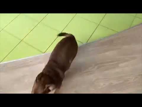 Stonoga remix tresura