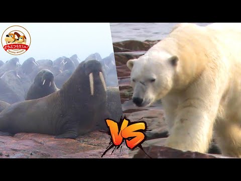 ホッキョクグマは寒さの中でどうやって生き延びるのか