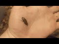 Simandoa conserfariam Extinct Roach Care