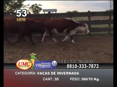 Lote 35 Vacas de invernar en Col. Sta Rosa, Corrientes
