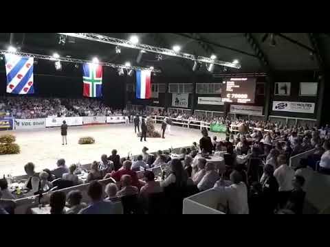 Starsale 2017: 75.000 euro for Metallic (Franklin x Davino V.O.D.)