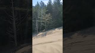 Dave Moore Tree Shot at Florence OR