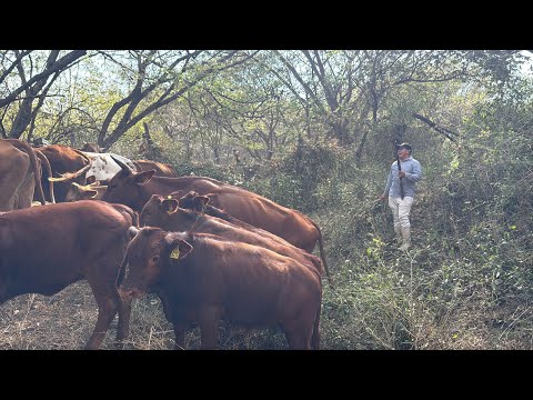 Bringing the cattle down from the hill to new pastures