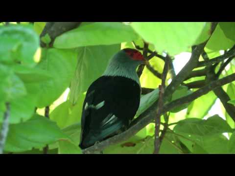Seychelles blue pigeons Bird Island Praslin