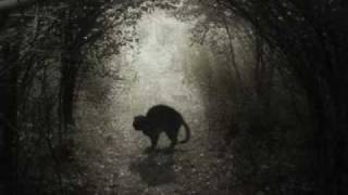 Broadcast - Dave&#39;s Dream