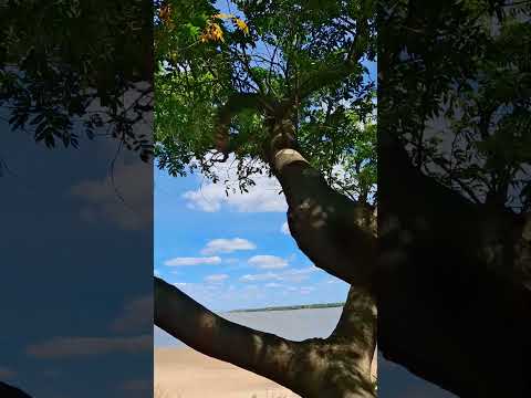 Isla San Francisco Paysandu