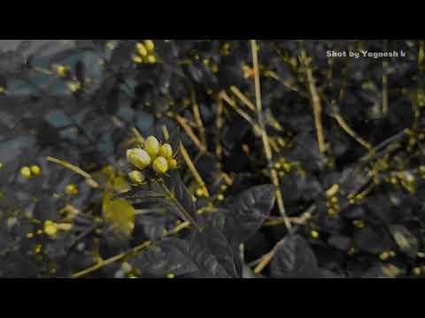 Enjoy the Jasmine Fragrance | by Yagnesh k| TNE