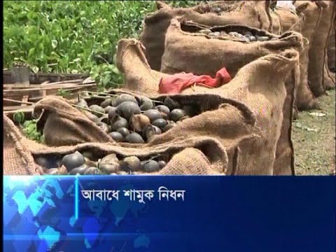 চলনবিল অঞ্চলে অবাধে শামুক নিধন