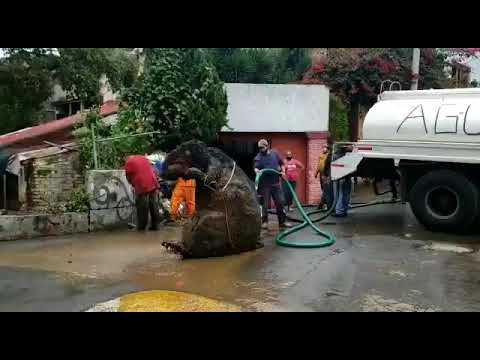 Giant rat found in Mexico