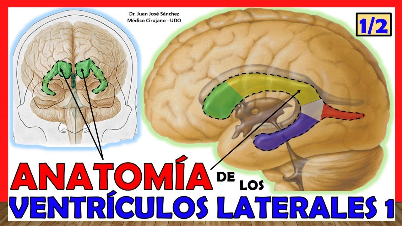 🥇 Anatomía del 1er y 2do VENTRÍCULO (1/2). (Ventrículos Laterales) ¡Explicación Sencilla!
