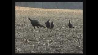 preview picture of video 'PA & WV Turkey Hunting'
