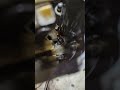 Briggs and Stratton won't crank! Super Common problem, Briggs cant keep up the parts supply!